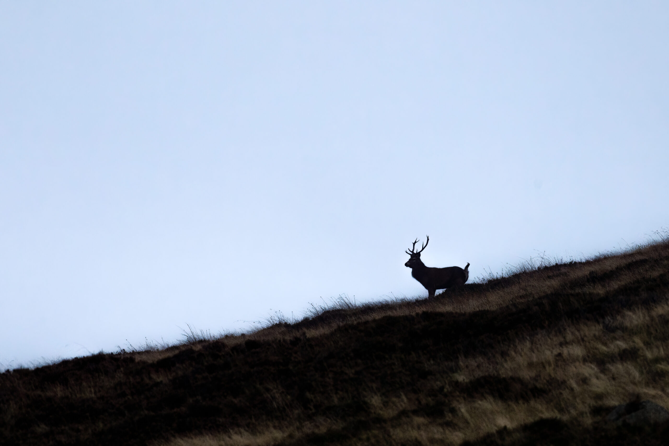 Cerf lors d'un stage photo animalière en ecosse