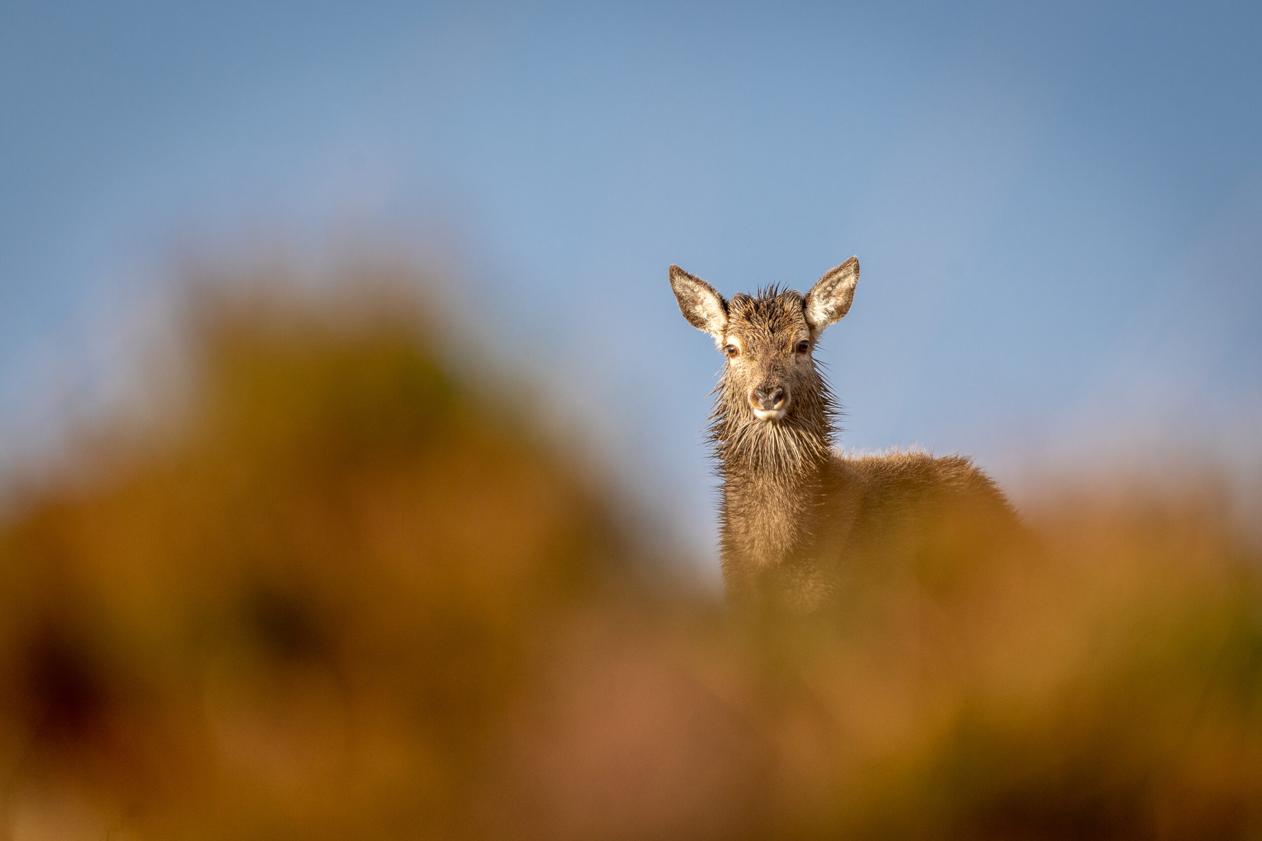 Photo d'un cerf en Ecosse