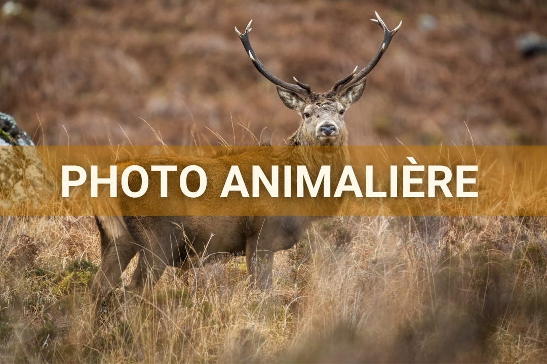 Stage photo animalière ecosse